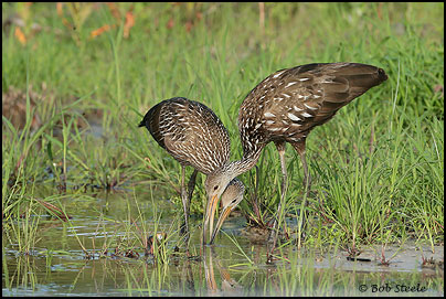 Limpkin (Aramus guarauna)