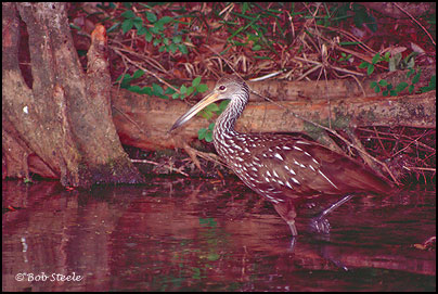 Limpkin (Aramus guarauna)