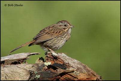 Lincoln's Sparrow (Melospiza lincolnii)
