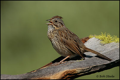 Lincoln's Sparrow (Melospiza lincolnii)
