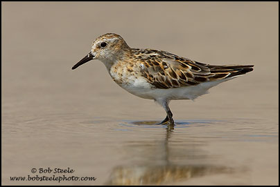 Little Stint (Calidris minuta)