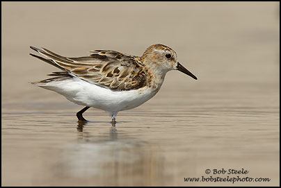 Little Stint (Calidris minuta)