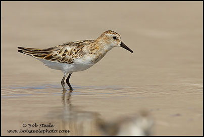 Little Stint (Calidris minuta)
