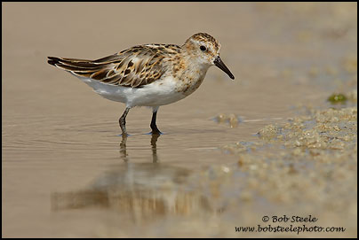 Little Stint (Calidris minuta)