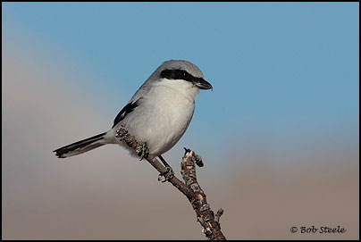 Loggerhead Shrike (Lanius ludovicianus)