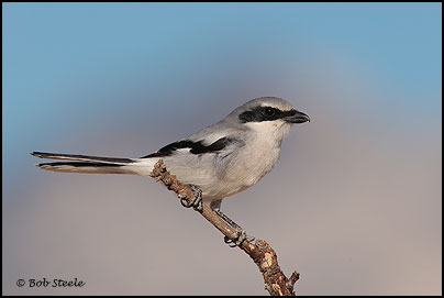 Loggerhead Shrike (Lanius ludovicianus)