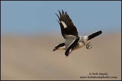 Loggerhead Shrike (Lanius ludovicianus)
