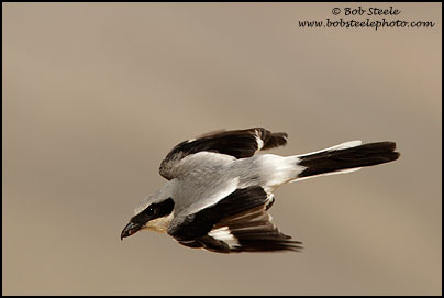 Loggerhead Shrike (Lanius ludovicianus)