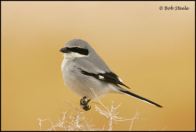 Loggerhead Shrike (Lanius ludovicianus)