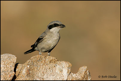 Loggerhead Shrike (Lanius ludovicianus)