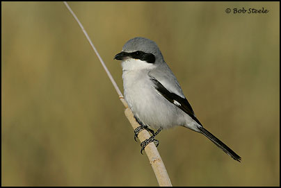 Loggerhead Shrike (Lanius ludovicianus)