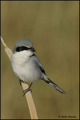 Loggerhead Shrike (Lanius ludovicianus)