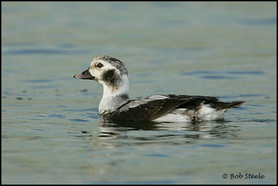 Long-tailed Duck (Clangula hyemalis)