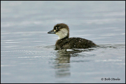 Long-tailed Duck (Clangula hyemalis)