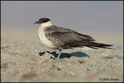 Long-tailed Jaeger (Stercorarius longicaudus)