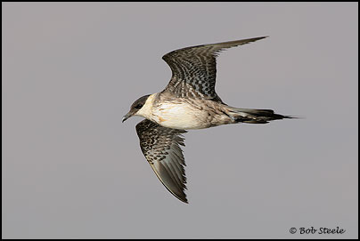 Long-tailed Jaeger (Stercorarius longicaudus)