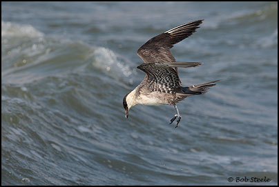 Long-tailed Jaeger (Stercorarius longicaudus)