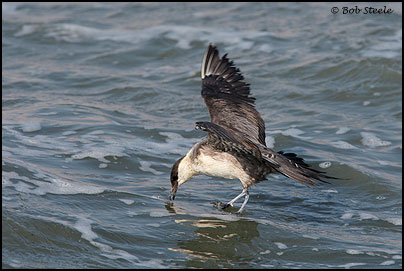 Long-tailed Jaeger (Stercorarius longicaudus)