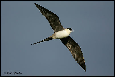 Long-tailed Jaeger (Stercorarius longicaudus)