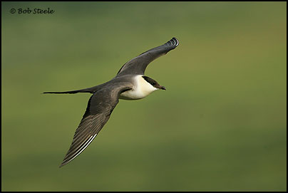 Long-tailed Jaeger (Stercorarius longicaudus)