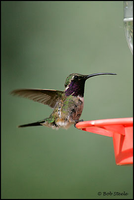 Lucifer Hummingbird (Calothorax lucifer)