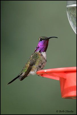 Lucifer Hummingbird (Calothorax lucifer)