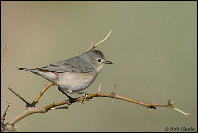 Lucy's Warbler (Vermivora luciae)