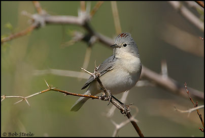 Lucy's Warbler (Vermivora luciae)