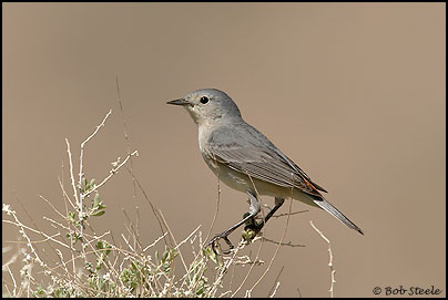 Lucy's Warbler (Vermivora luciae)