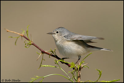 Lucy's Warbler (Vermivora luciae)