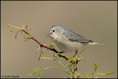 Lucy's Warbler (Vermivora luciae)