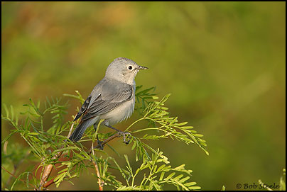 Lucy's Warbler (Vermivora luciae)