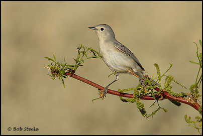 Lucy's Warbler (Vermivora luciae)