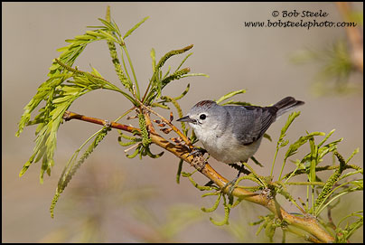 Lucy's Warbler (Vermivora luciae)