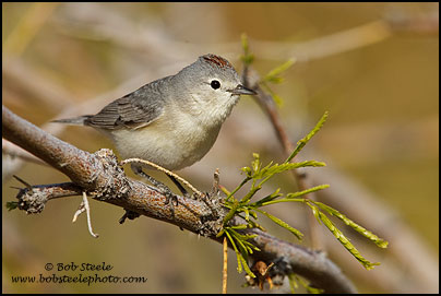 Lucy's Warbler (Vermivora luciae)