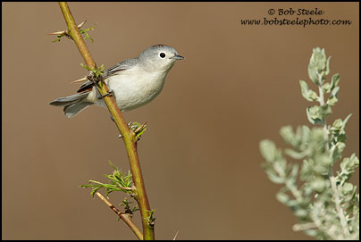 Lucy's Warbler (Vermivora luciae)