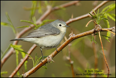 Lucy's Warbler (Vermivora luciae)