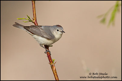 Lucy's Warbler (Vermivora luciae)
