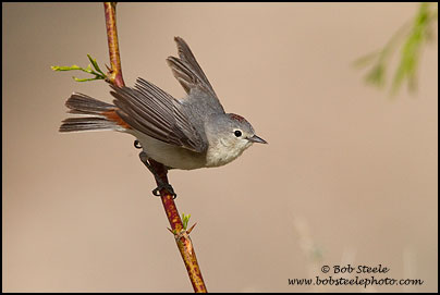 Lucy's Warbler (Vermivora luciae)
