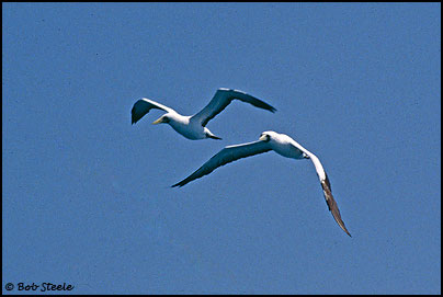 Masked Booby (Sula dactylatra)