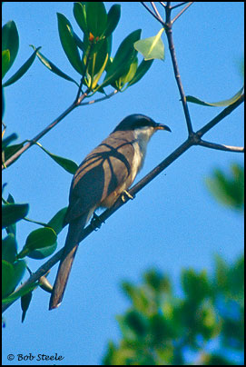 Mangrove Cuckoo (Coccyzus minor)