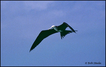 Magnificent Frigatebird (Fregata magnificens)