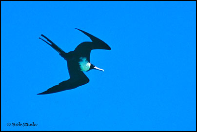 Magnificent Frigatebird (Fregata magnificens)