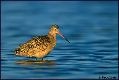 Marbled Godwit (Limosa fedoa)