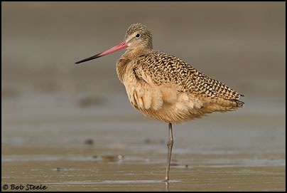 Marbled Godwit (Limosa fedoa)