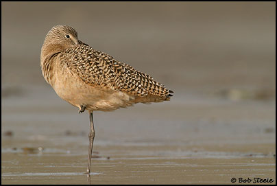 Marbled Godwit (Limosa fedoa)