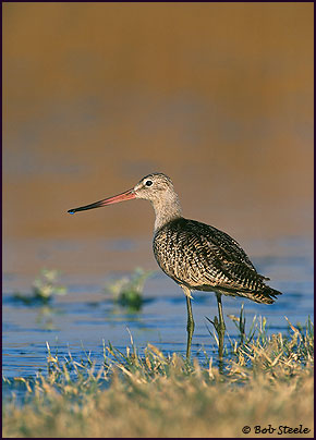 Marbled Godwit (Limosa fedoa)