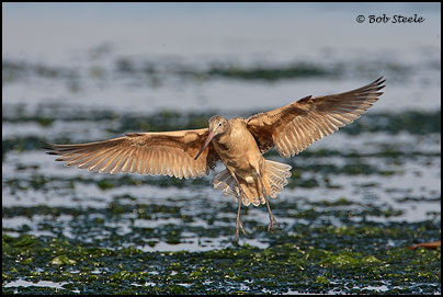 Marbled Godwit (Limosa fedoa)