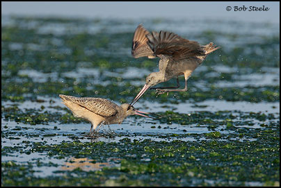 Marbled Godwit (Limosa fedoa)