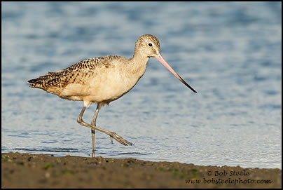 Marbled Godwit (Limosa fedoa)